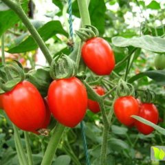 寿光圣女果上货量大,田马刘冲诚信合作