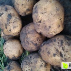 公主岭土豆逐渐升温吉林刘双利诚信合作