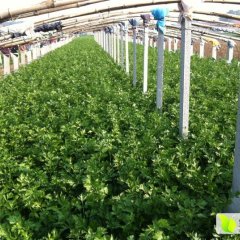 章丘仪张张安亮章丘鲍芹供应商