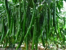 晋江辣椒火爆供应中东石刘火炬诚信合作