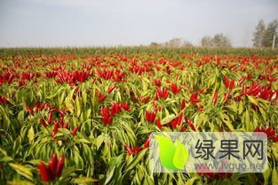 忻府北义王金牛12月L3F1辣椒