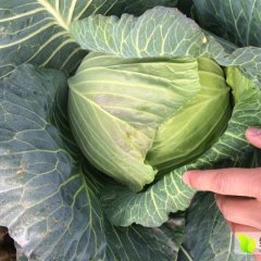 2018钟祥甘蓝火爆招商中