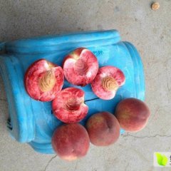 朱砂红桃想必大家都不熟悉这种桃