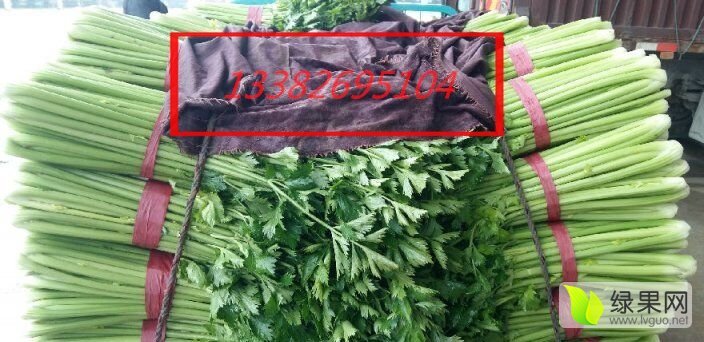 2016年江苏铜山皇妃芹菜价格