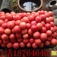 诸城硬粉西红柿大量上市欢迎来电咨询