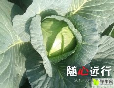 湖北钟祥鑫春，久久红甘蓝火热上市