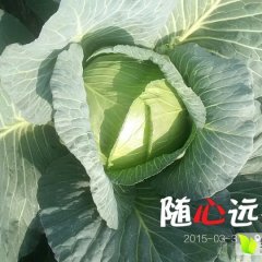 湖北钟祥鑫春，久久红甘蓝火热上市