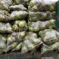 君山甘蓝欢迎合作,建新熊俊诚信合作