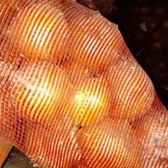 山东金乡张强伟黄皮洋葱托管中心