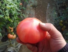 普罗旺斯硬粉西红柿