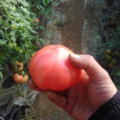 普罗旺斯硬粉西红柿