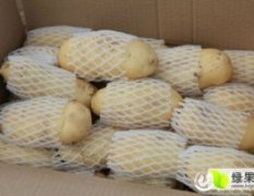 莱芜市出售冷库优质荷兰十五土豆