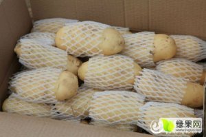 莱芜市出售冷库优质荷兰十五土豆