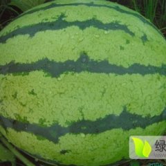 香坊西瓜长势旺盛,中山王忠全诚信合作