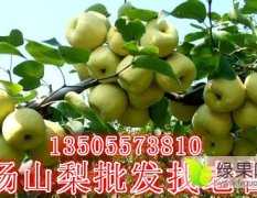 正宗砀山梨