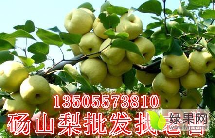 2016年安徽砀山砀山酥梨价格