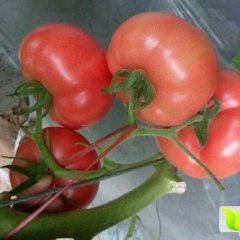 山东费县 硬粉 西红柿 2毛一斤