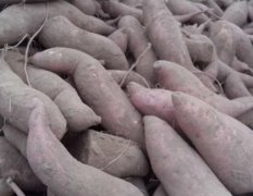 2016夏津红薯种苗收购工作全面开展