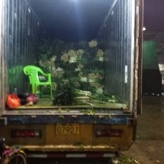 江南市场元宵节后包菜销量大增