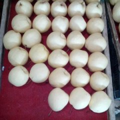 2016蒲城梨价格波动不大