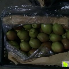 大荔两宜董晓斌8月红香酥梨