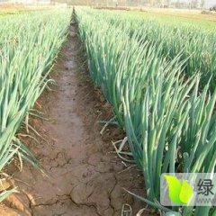 四川成都彭州铁杆大葱价格0.6-0.8元