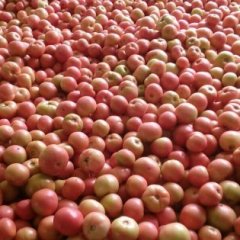 湖北南漳县薛坪镇粉红西红柿和芜湖椒基地