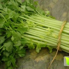 阳谷芹菜价格行情平稳,阿城李玉海诚信合作