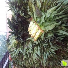 郯城红花福建永安红莴苣著名品牌
