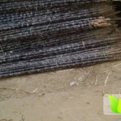 甘庶平均6斤以上，高2米4左右