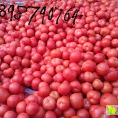 2016费县西红柿走过路过不要错过