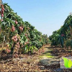 三亚芒果火爆招商中海棠叶先生诚信合作