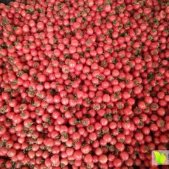 莘县张鲁吴保遂3月圆粉、千禧圣女果