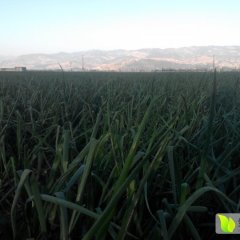 西昌洋葱是名优特产双林袁远文诚信合作