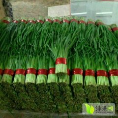 山东寿光寿光红根韭菜名优产品