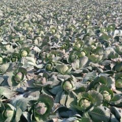 新野施庵陶利2月球形甘蓝