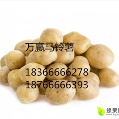 全国供应迷你小土豆