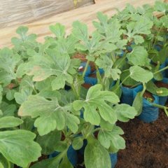 2016安丘西瓜种子今年价格有看点