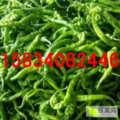 忻府义井王金牛2月北京红辣椒