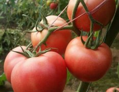 寿光洛城刘学友2月超粉727番茄种子