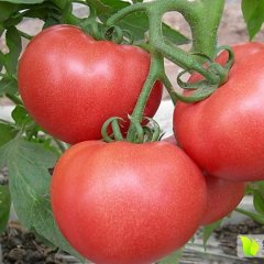 内蒙古赤峰市宁城县代收西红柿