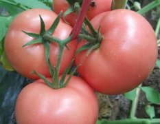山东省寿光市广润农业番茄种子。商品率高。高