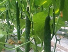 2016山东寿光广润农业黄瓜种子。抗高温