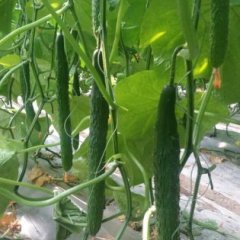 2016山东寿光广润农业黄瓜种子。抗高温