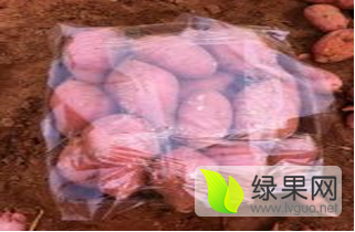 临沭红薯何去何从青云李长杰诚信合作