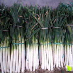 山东青岛平度仁兆镇蔬菜基地大葱