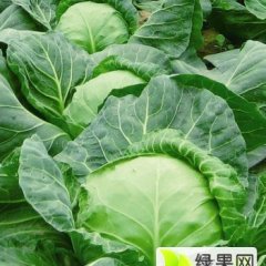 2016郯城甘蓝走过路过不要错过