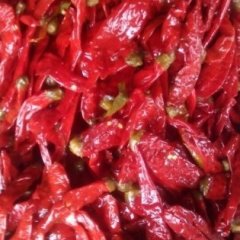天津宁河北京红辣椒早买早赚