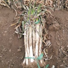 山东省平度市古岘镇大葱