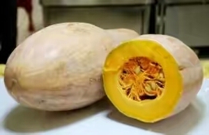 湖北嘉鱼 邓自国小果，大果，金韩秘本南瓜